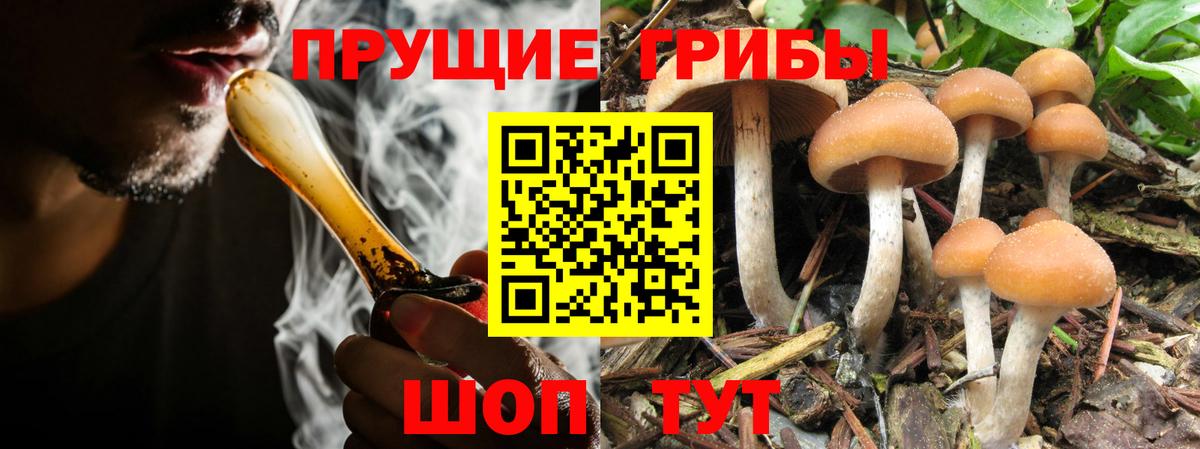 Псилоцибиновые грибы GOLDEN TEACHER Киреевск